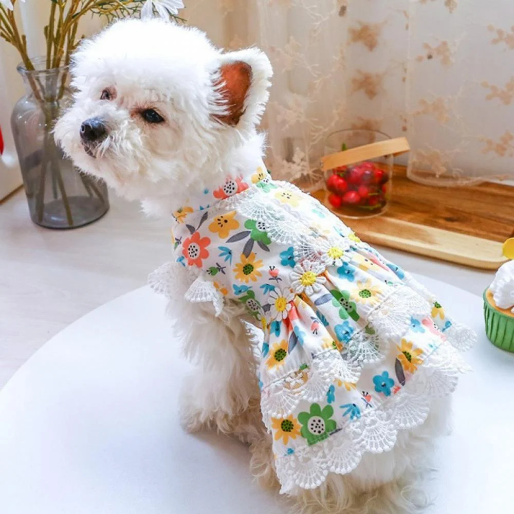 Cute Dress